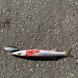 カマス