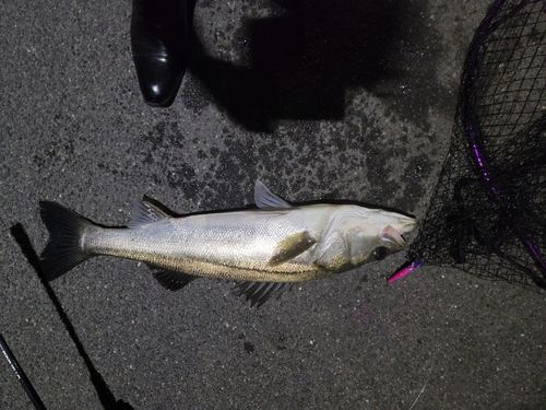 スズキの釣果