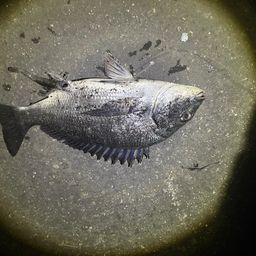 クロダイ