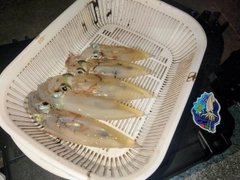 イカの釣果