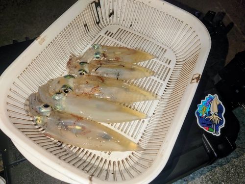 イカの釣果