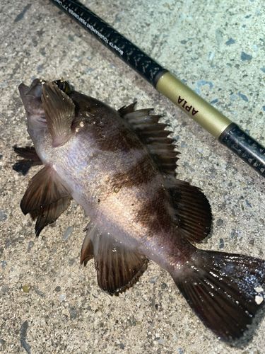 メバルの釣果