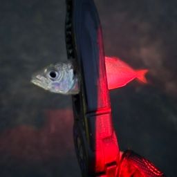アジ