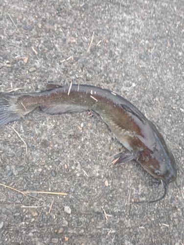 アメリカナマズの釣果