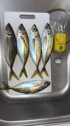 アジの釣果