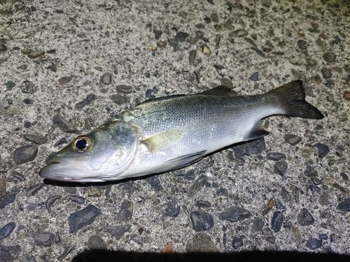 スズキの釣果
