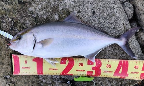 シオの釣果