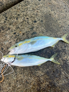 フクラギの釣果