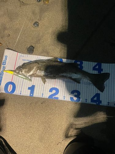 スズキの釣果