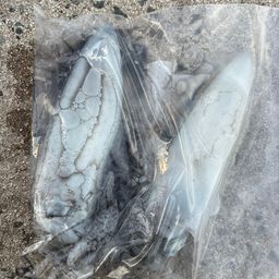 アオリイカ