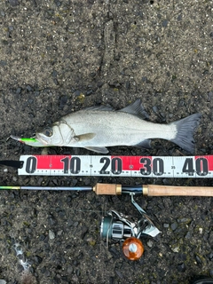 セイゴ（ヒラスズキ）の釣果