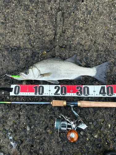 セイゴ（ヒラスズキ）の釣果