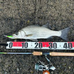 セイゴ（ヒラスズキ）