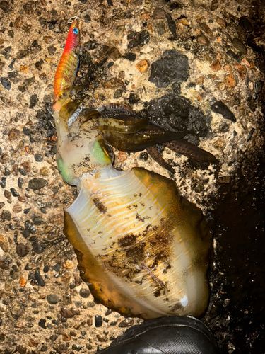 アオリイカの釣果
