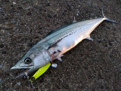 サゴシの釣果