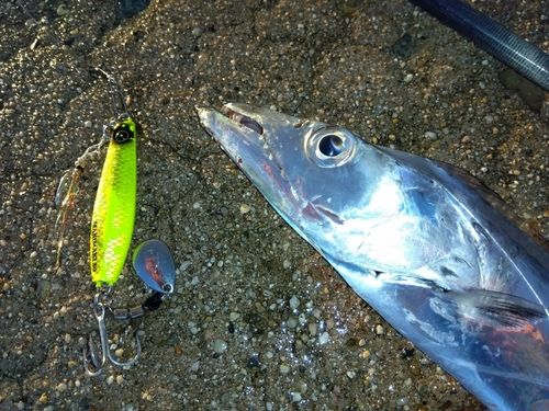 タチウオの釣果