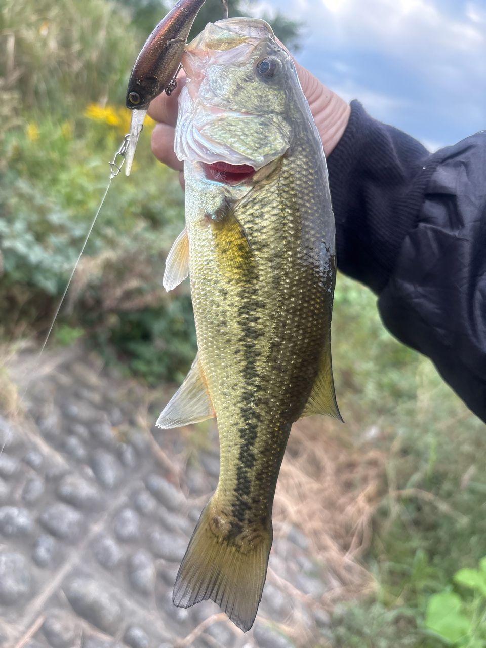 ラージマウスバス