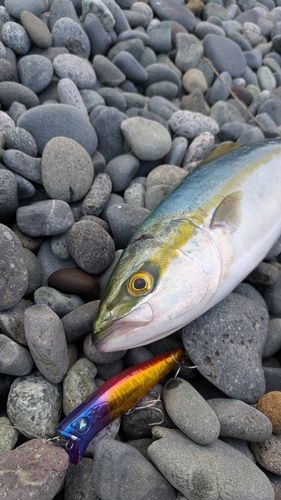 ワカシの釣果