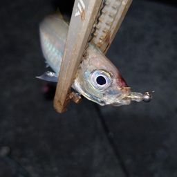 アジ