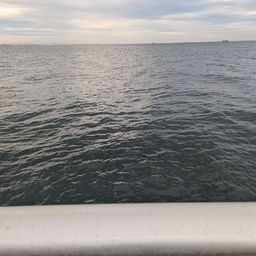 カタクチイワシ