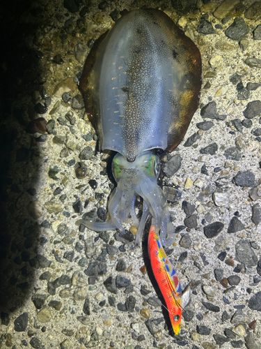 アオリイカの釣果