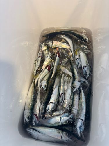 サバの釣果
