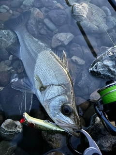 ヒラスズキの釣果