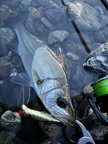 ヒラスズキの釣果