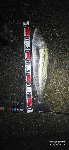 シーバスの釣果