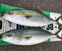 フクラギの釣果