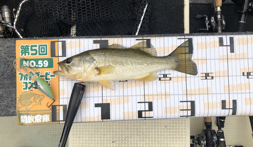 ブラックバスの釣果