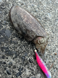 コウイカの釣果