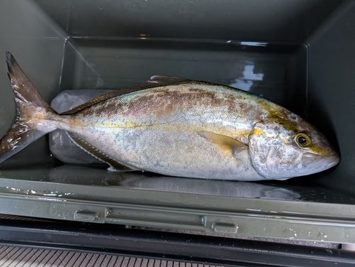 和歌浦湾