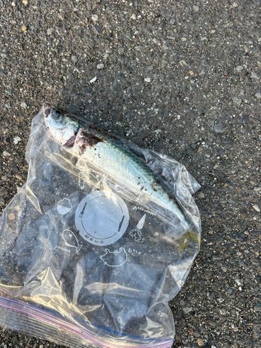 マサバの釣果