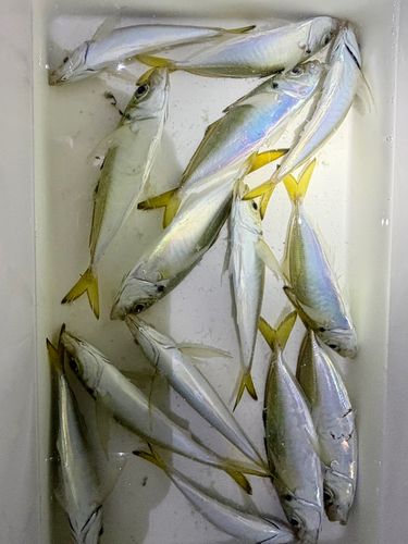 豊浜漁港