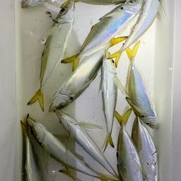 アジ