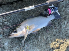 ヒラスズキの釣果