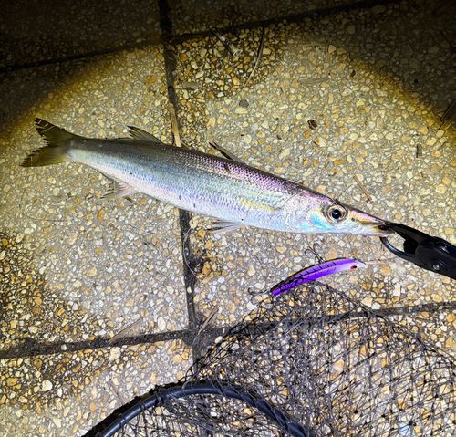 カマスの釣果