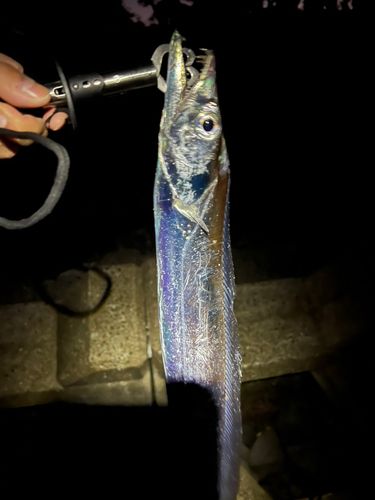 タチウオの釣果