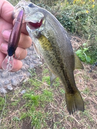 ラージマウスバスの釣果
