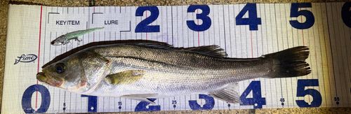 シーバスの釣果