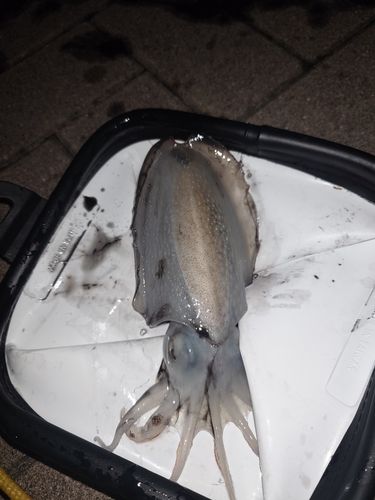 コウイカの釣果