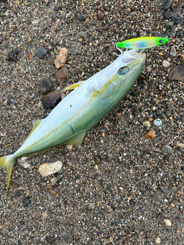ワカシの釣果