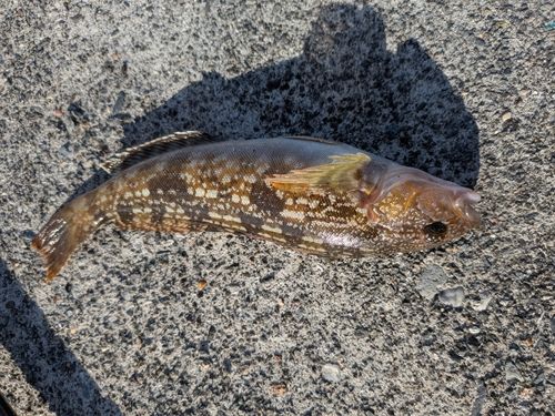 アイナメの釣果