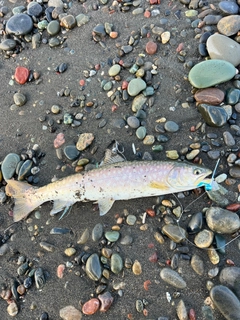 アメマスの釣果