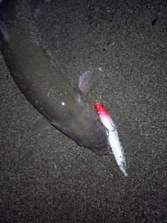 ウグイの釣果