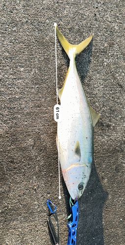 釣果