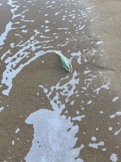 ツバスの釣果