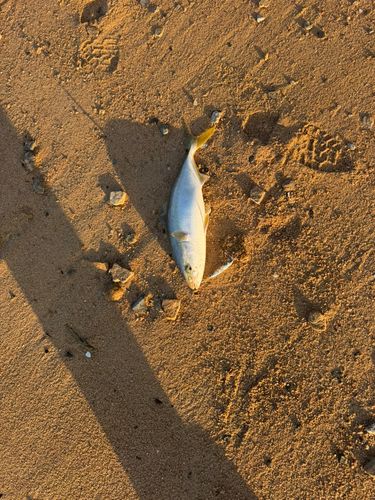 ヤズの釣果