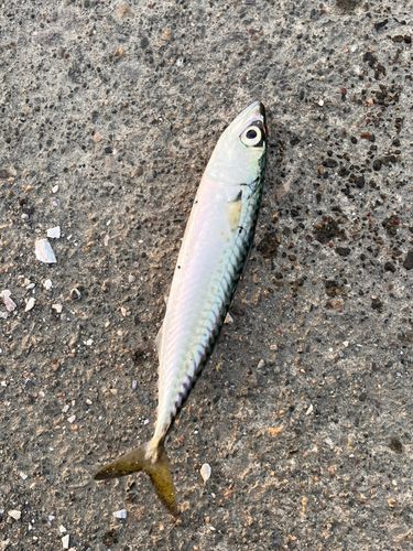 サバの釣果
